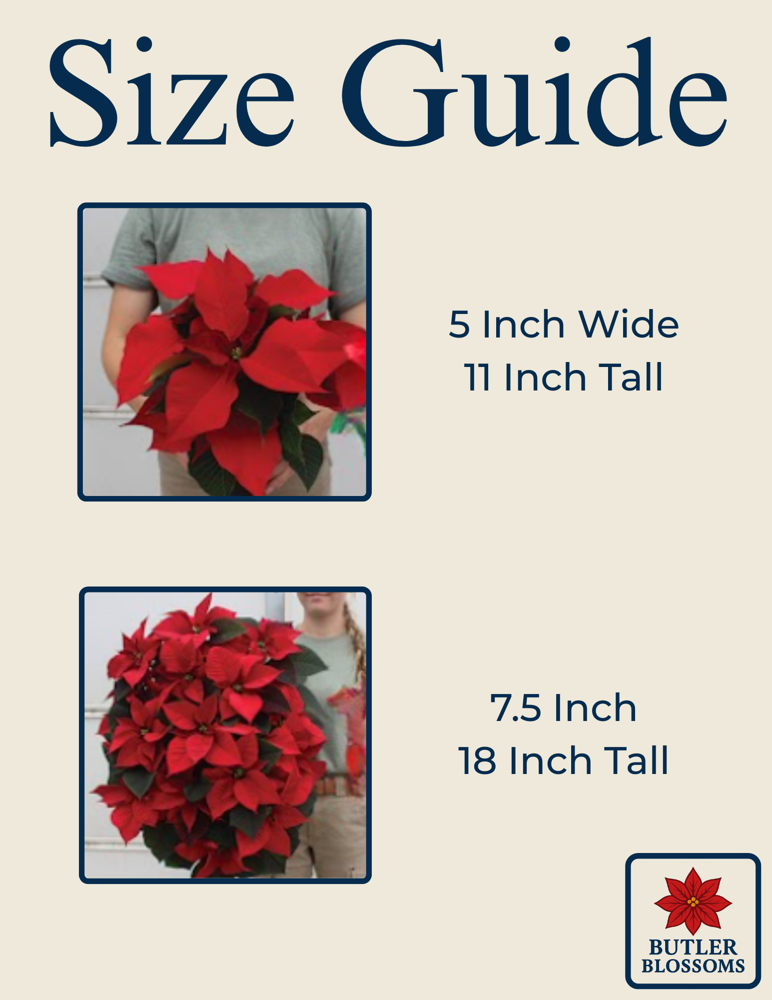 Poinsettias - Image 2