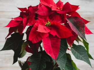 Poinsettias