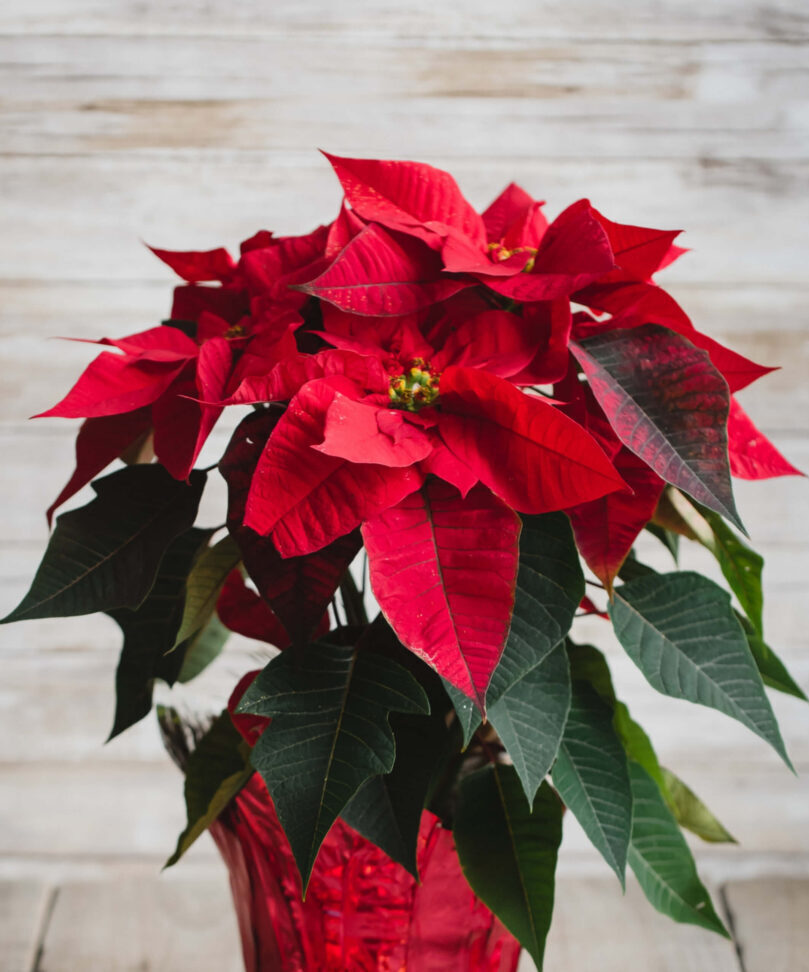 Poinsettias