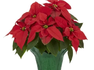 Poinsettias
