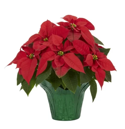 Poinsettias